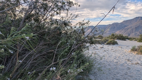 desert willow