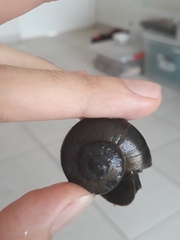 Pomacea scalaris