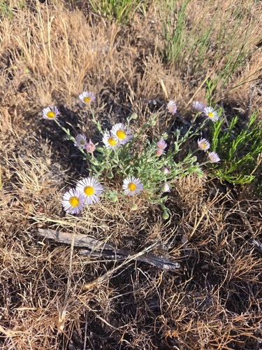 spreading fleabane