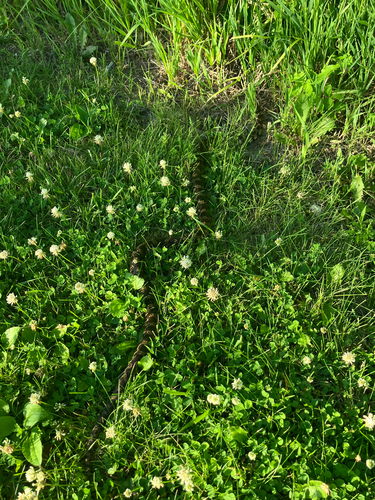 Western Foxsnake