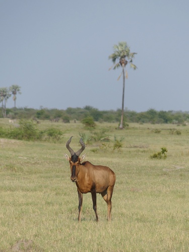 Red Hartebeest