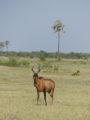 Alcelaphus buselaphus