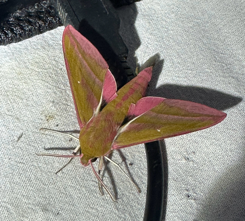 Elephant Hawkmoth