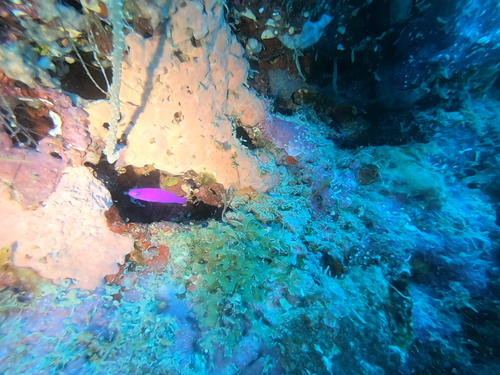 Pseudochromis observed 2023-11-28