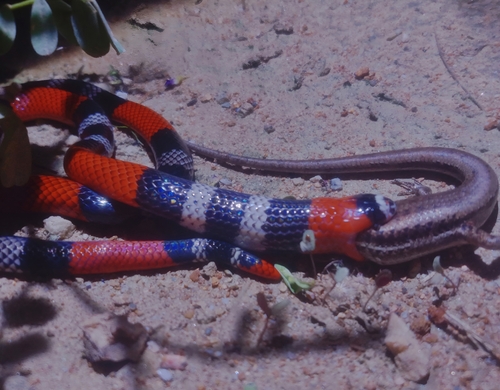 Pernambuco Coral Snake