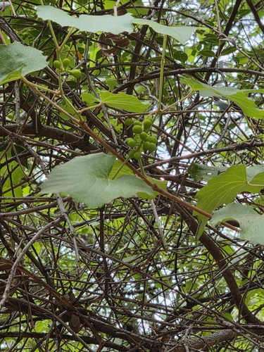 canyon wild grape