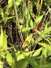 Coccinella septempunctata