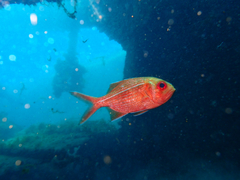 Bight Redfish photo 5