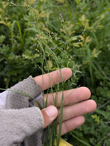 Panicum hallii filipes