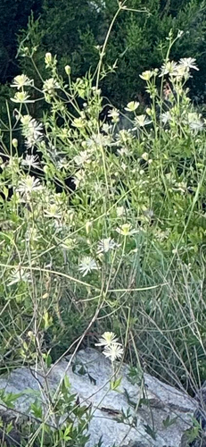 Old Man's Beard Clematis