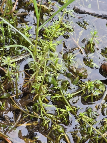 Myriophyllum propinquum, photograph 4