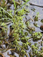 Myriophyllum propinquum, photograph author not stated, no rights reserved