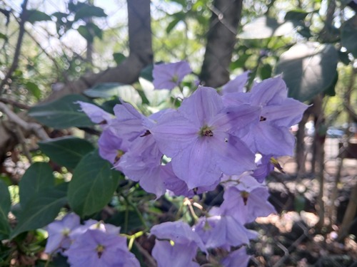 Solanum wendlandii observed 2026-06-04