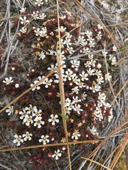 Pyxidanthera barbulata