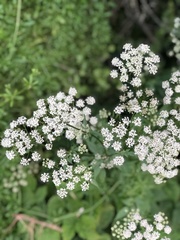 Anthriscus sylvestris