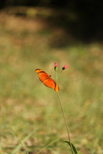 Dryas iulia alcionea