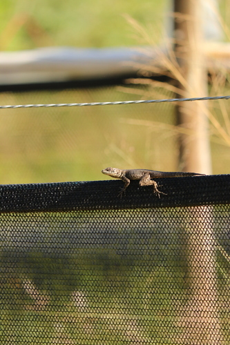 Peters' Lava Lizard