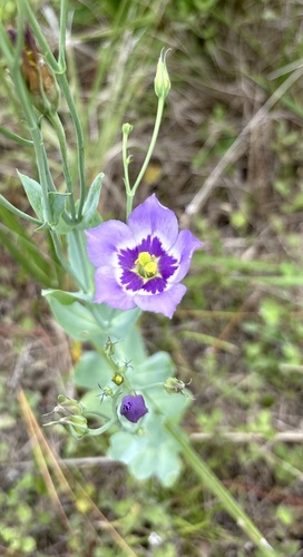 catchfly prairie gentian