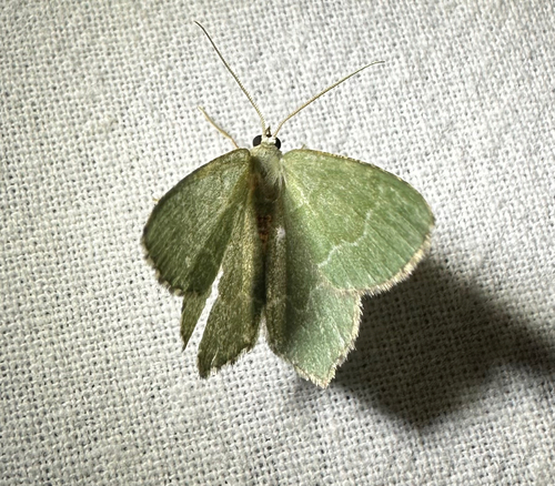 Common Emerald