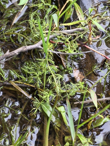 Myriophyllum propinquum, photograph 5