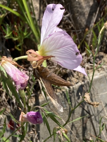 Theretra japonica