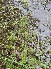 Myriophyllum propinquum, photograph author not stated, no rights reserved