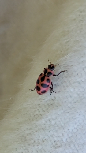 Spotted Pink Lady Beetle