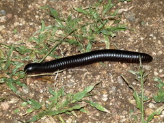 Archispirostreptus gigas