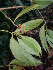 Psychotria remota