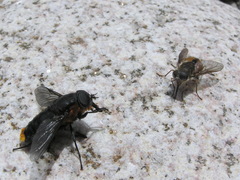 Osca lata