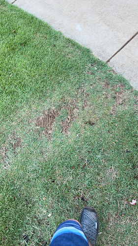 Zoysia matrella observed 2026-06-12