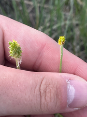 Northern Buttercup (Ranunculus pedatifidus)