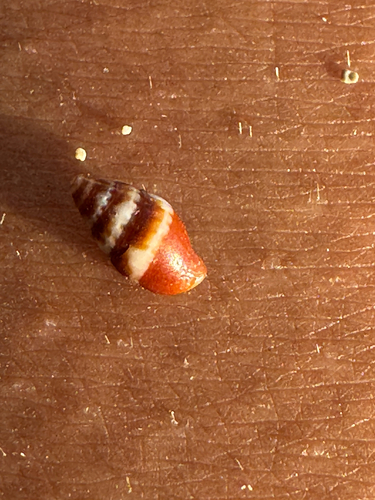 Vexillum tusum observed 2026-06-08