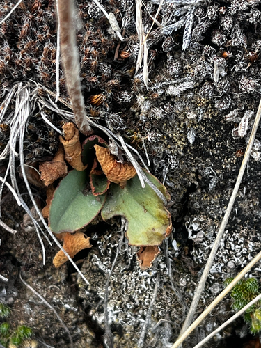 Micranthes occidentalis, photograph 6