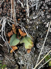 Micranthes occidentalis, photograph (c) Alex Baxter, some rights reserved (CC BY)