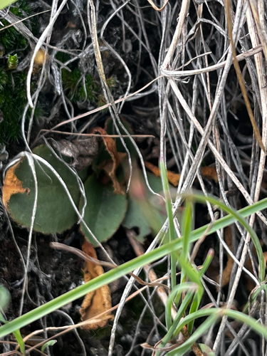 Micranthes occidentalis, photograph 5