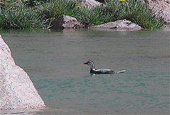 Merganetta armata armata