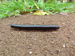 Archispirostreptus gigas