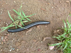 Archispirostreptus gigas