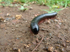 Archispirostreptus gigas