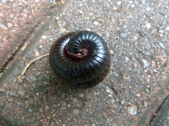 Archispirostreptus gigas