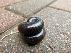 Archispirostreptus gigas