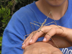 Heteronemia