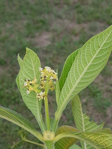 Psychotria micrantha image