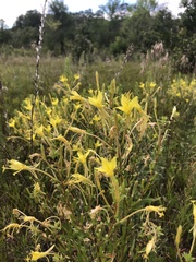 Oenothera clelandii
