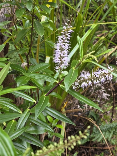 Veronica bishopiana observed 2026-06-12