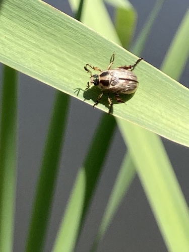 Oriental Beetle