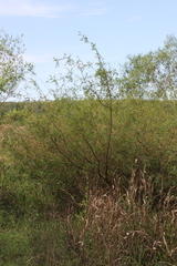 Phyllanthus sellowianus