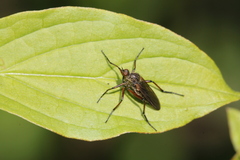 Empis tessellata