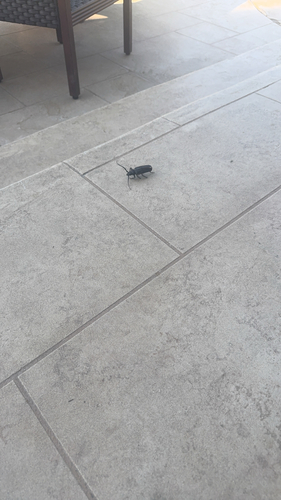 Palo Verde Root Borer